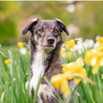 Dog Poop Pickup in Sylvan Michigan