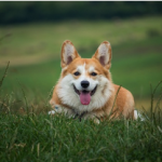 Dog Poop Pickup in Sylvan Michigan