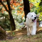 Dog Poop Pickup in Sylvan Michigan