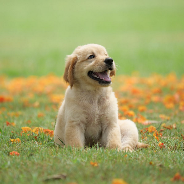 Dog Poop Pickup in Sylvan Michigan